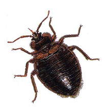 Bed Bugs