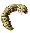 Army Worms