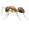 Carpenter Ants