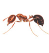 Fire Ants