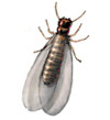 Subterranean Termites