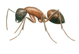 Carpenter Ants