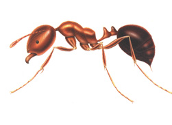 Fire Ants