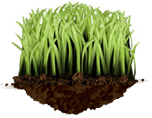 Apex Lawn Service