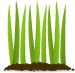 Commercial Lawn Service