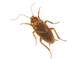 Palmetto Bug