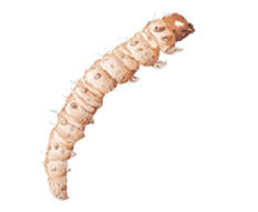 Sod Webworm