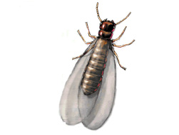 Subterranean Termites