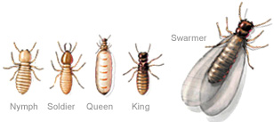 Subterranean Termites
